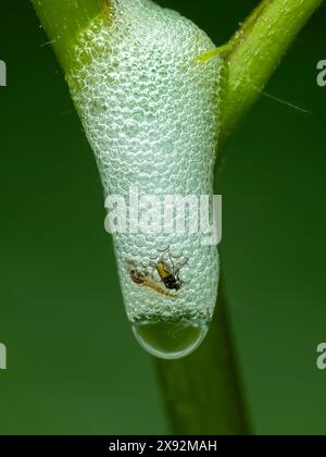 Nido di schiuma creato su una pianta da un rana larvale, Philaenus spumarius, in cui due piccole mosche sono rimaste intrappolate e morte Foto Stock