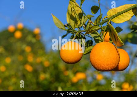 un aranceto con molte arance che crescono sugli alberi 3 Foto Stock