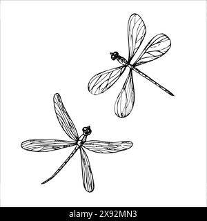 Carine libellule vettoriali. Insetti lineari dipinti a mano. Clipart grafico isolato sullo sfondo. Illustrazione botanica e di nozze. Per i progettisti Illustrazione Vettoriale