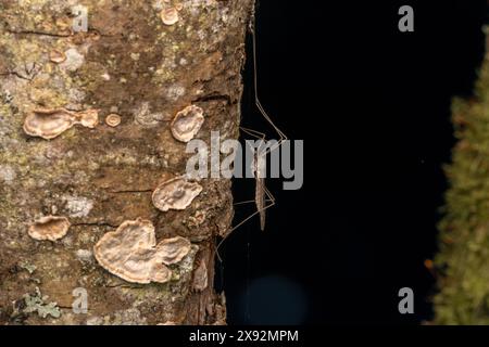 Genere Tipula grande gru zanzara carta da parati, foto, fotografia Foto Stock