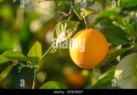 un aranceto con molte arance che crescono sugli alberi 2 Foto Stock