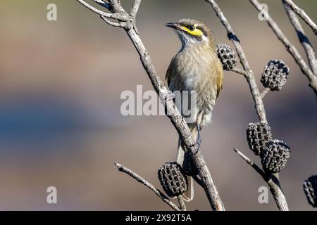 Honeyeater australiano di fronte giallo arroccato sull'albero Foto Stock