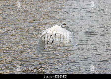 una grande egretta o un airone bianco che decolla in volo sull'acqua, con ali che catturano il vento sotto la corrente, vista da dietro con gambe chiaramente visibili Foto Stock