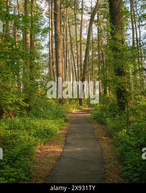 Scenario boschivo sul Marsh Edge Trail al Blackwater National Wildlife Refuge, Maryland Foto Stock