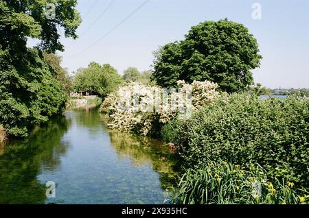 Walthamstow Marshes, Londra Regno Unito, a fine maggio, con il Coppermill Stream, vicino a Tottenham Hale Foto Stock