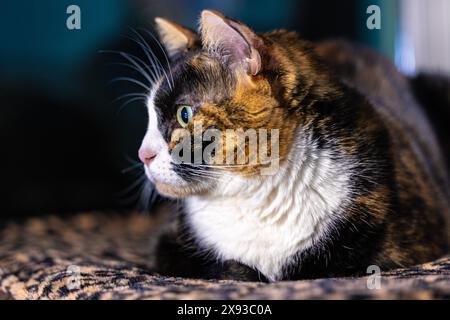 Primo piano del gatto calico che riposa e fissa fuori da una finestra Foto Stock