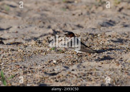 Scogliera Swallow, Petrochelidon pyrrrhonota, spiaggia di foraggio per il calcio Foto Stock