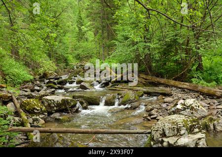 Alberi abbattuti in un letto roccioso di un torrente di montagna tempestoso che scorre attraverso una fitta foresta estiva. Fiume Iogach, Altai, Siberia, Russia. Foto Stock