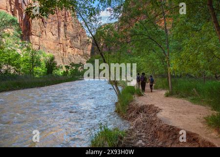 I turisti camminano lungo il Virgin River sul lungofiume nel Parco Nazionale di Zion, Utah Foto Stock