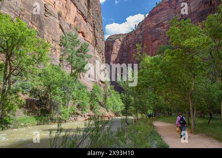 I turisti camminano lungo il Virgin River sul lungofiume nel Parco Nazionale di Zion, Utah Foto Stock