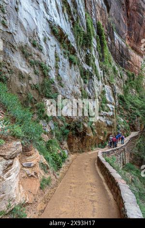 Erba e vegetazione crescono dalla roccia di arenaria bagnata lungo il lungofiume nella zona del Tempio di Sinawava del Parco Nazionale di Zion, Utah Foto Stock