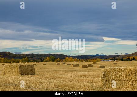 Balle di fieno in un campo con un cielo drammatico sullo sfondo, a sud di Longview, Alberta, Canada Foto Stock