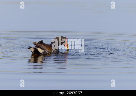 una specie comune di galline di luna che nuota e si nutre nelle zone umide del rifugio naturale nazionale dell'isola merritt in florida, stati uniti Foto Stock