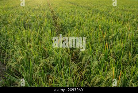 Bellissimi campi di riso ad Aceh, Indonesia Foto Stock