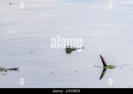 Una grande rana verde con puffy guance si siede nella palude. Foto Stock