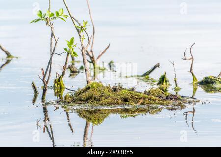 Nido con uova di grande cresta, Podiceps Cristatus. Il nido del grande Crested Grebe in natura. Foto Stock