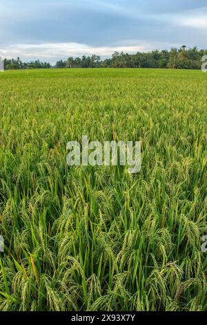 Bellissimi campi di riso ad Aceh, Indonesia Foto Stock