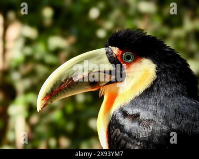 Colorato Toucan nelle cascate dell'Iguazu. Foto in primo piano. Sfondo sfocato Foto Stock