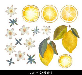 Opera d'arte con limoni, fette di limone e fiori disegnati a mano in stile acquerello con elementi dettagliati Foto Stock