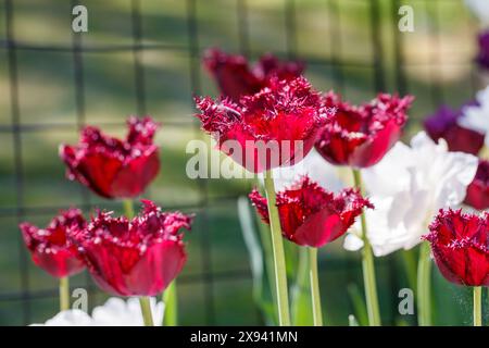 Tulipani frangiati "Gorilla", Franstulpan (Tulipa gesneriana) Foto Stock