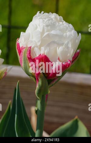 "Ice Cream" doppio tulipani tardivi, Sen fylldblommig tulpan (Tulipa gesneriana) Foto Stock