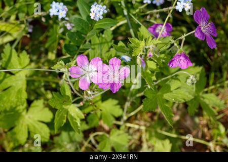 Becco di legno, Midsommarblomster (Geranium sylvaticum) Foto Stock