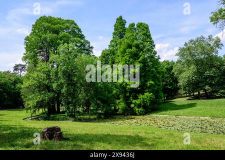 Paesaggio vivido nel parco Nicolae Romaescu da Craiova nella contea di Dolj, Romania, con lago, lillie d'acqua e grandi tres verdi in una splendida sprina soleggiata Foto Stock