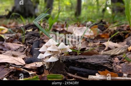 Bellissimi sgabelli bianchi nella foresta autunnale. Azerbaigian. Foto Stock