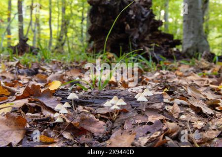 Bellissimi sgabelli bianchi nella foresta autunnale. Azerbaigian. Foto Stock