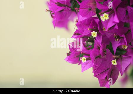 Un ramo con fiori di bouganville viola appesi al lato di una parete gialla. Piante esotiche nel Mediterraneo. Foto Stock