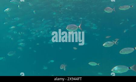 Branco di alghe sellate (Oblada melanura), chiamato anche orata da sella o oblade. Un importante pesce alimentare nel Mediterraneo. Concetto di vita marina Foto Stock