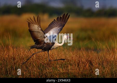 Gru mosca alba, delta dell'Okavango. Gru ad arco, Grus carunculata, con testa rossa, fauna selvatica dal delta dell'Okavango, Moremi, Botswana. Grande uccello in natura Foto Stock