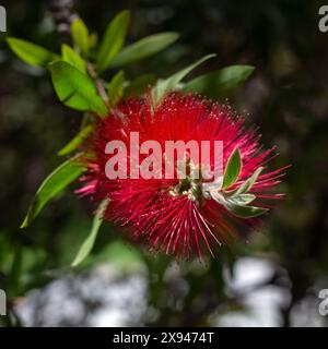 Primo piano del fiore di boccaglio (Callistemon citrinus var splendens) all'inizio dell'estate in Spagna Foto Stock