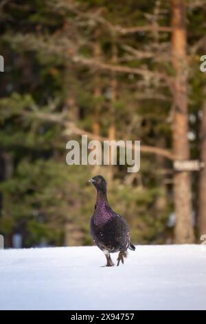 Un tacchino selvaggio che cammina sulla neve, circondato da una foresta, che mette in risalto la fauna selvatica in un ambiente invernale. Foto Stock