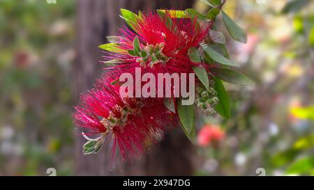 Primo piano del fiore di boccaglio (Callistemon citrinus var splendens) all'inizio dell'estate in Spagna Foto Stock