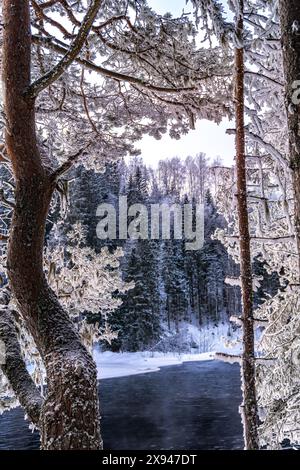 Foresta innevata, che mette in risalto una tranquilla scena invernale. Foto Stock