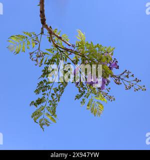 Fiori e foglie di Blue Jacaranda Tree (Jacaranda mimosifolia) all'inizio dell'estate isolati contro un cielo blu in Spagna Foto Stock