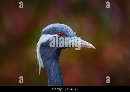 Autunno Demoiselle Crane, Anthropoides virgo, uccello nascosto nell'erba vicino all'acqua. Ritratto dettagliato di una bella gru. Uccello nel verde dell'habitat naturale Foto Stock