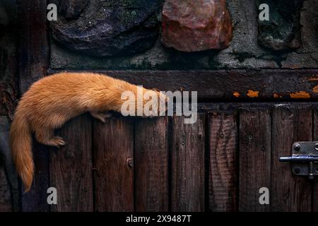 Donnola siberiana, Mustela sibirica, animale di visone nel muro di pietra. Fauna selvatica urbana dalla Russia. Kolonok, animale di gatto di pelliccia d'arancia nell'habitat, fauna selvatica Foto Stock