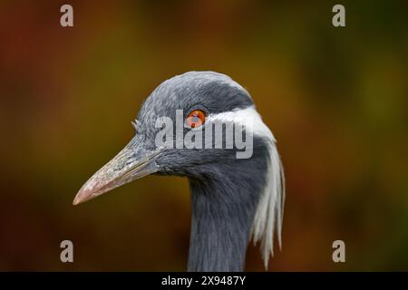 Autunno Demoiselle Crane, Anthropoides virgo, uccello nascosto nell'erba vicino all'acqua. Ritratto dettagliato di una bella gru. Uccello nel verde dell'habitat naturale Foto Stock