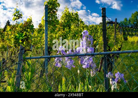 Iris su un vigneto nel sud della Germania, preso in primavera al sole della sera. Foto Stock