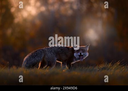 Fauna selvatica autunnale ed fox corre sulle foglie d'autunno arancioni. Carino Red Fox, vulpes nella foresta autunnale. Bell'animale nell'habitat naturale. Fauna selvatica Foto Stock