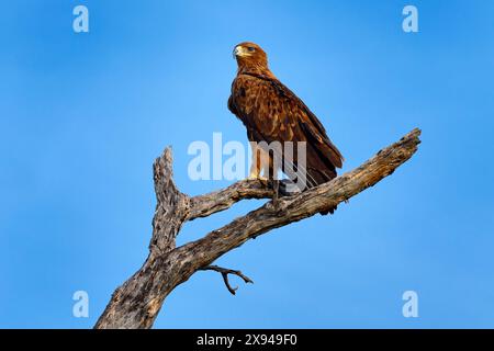 Aquila Tawny, Aquila rapax, grande rapace seduto sul ramo con il cielo blu. Giornata di sole nel delta dell'Okavango, Botswana in Africa. Aquila di Falco nel Foto Stock