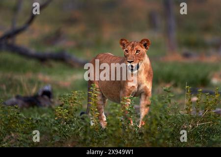 Fauna selvatica dello Zambia. Giovane leone maschio, widlife. Grande gatto in Africa. Leone africano nell'erba. In viaggio in africa. Criniera di leone corta. Foto Stock