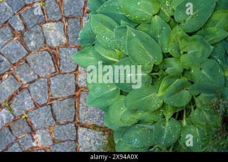 Sfondo con grandi foglie verdi di Hosta con gocce di rugiada accanto al sentiero di pietra Foto Stock