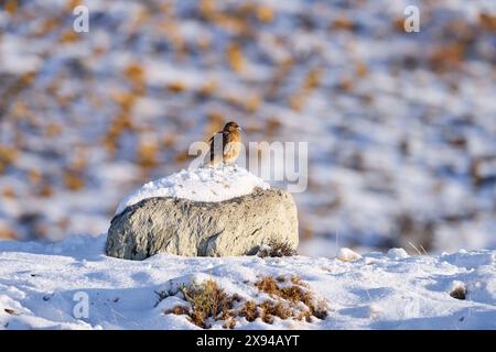 Chimango caracara, Phalcoboenus chimango, uccelli rapaci seduti sulla pietra con la pietra. Falco chimango selvatico nell'habitat naturale, Torres del Pine NP Foto Stock
