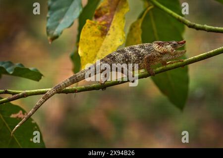 Chameleon Furcifer pardalis seduto sul ramo dell'albero nell'habitat naturale, Ranomafana NP. Lizard endemica del Madagascar. Chameleon di notte. Foto Stock