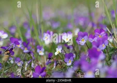 Wildes Stiefmütterchen, Acker-Stiefmütterchen, Gewöhnliches Stiefmütterchen, Stiefmütterchen, Wiesen-Stiefmütterchen, Wiesenstiefmütterchen, Ackerstie Foto Stock