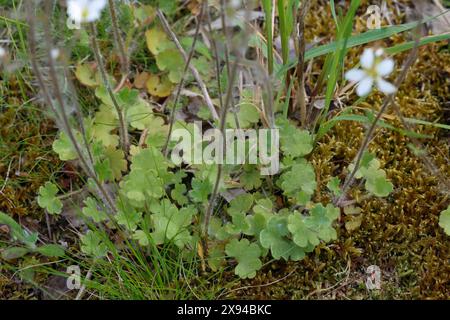 Knöllchen-Steinbrech, Knöllchensteinbrech, Körner-Steinbrech, Körnchen-Steinbrech, Körnersteinbrech Körnchensteinbrech, Saxifraga granulata, prato s Foto Stock