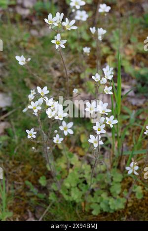 Knöllchen-Steinbrech, Knöllchensteinbrech, Körner-Steinbrech, Körnchen-Steinbrech, Körnersteinbrech Körnchensteinbrech, Saxifraga granulata, prato s Foto Stock